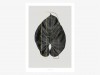 typealive / ABC Plants - R