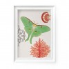Hey Urban Monkey - A4 Poster - „Luna Moth - Coral“