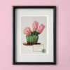 Hey Urban Monkey - A4 Poster - „Echinocactus Pectiniferus“