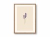 Poster A4 - Lavendel - SANS.