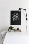 Coco Lapine Design Paeonia Officinalis
