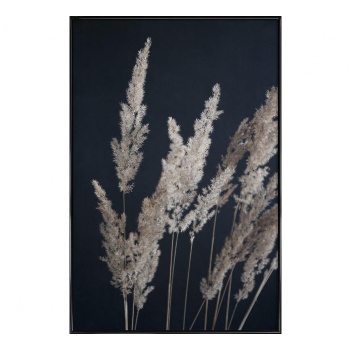 nahili ARTPRINT / POSTER "perfect PAMPAS in the dark" Natur -Fotografie (DIN A1/A3 & 50x70cm)