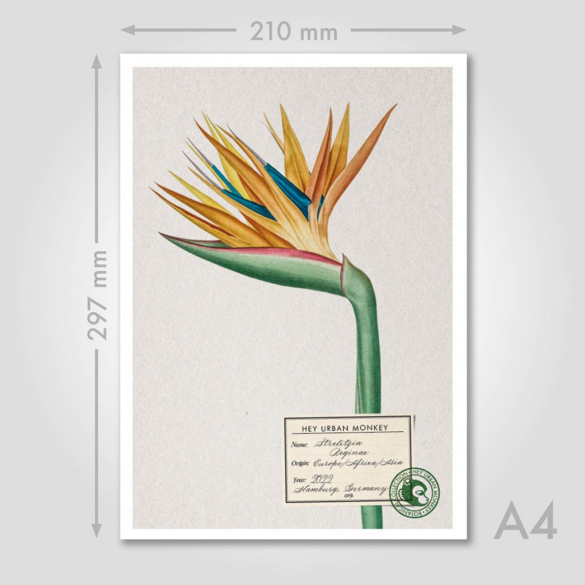 Hey Urban Monkey -
A4 Poster -
„Strelitzia Reginae 2“