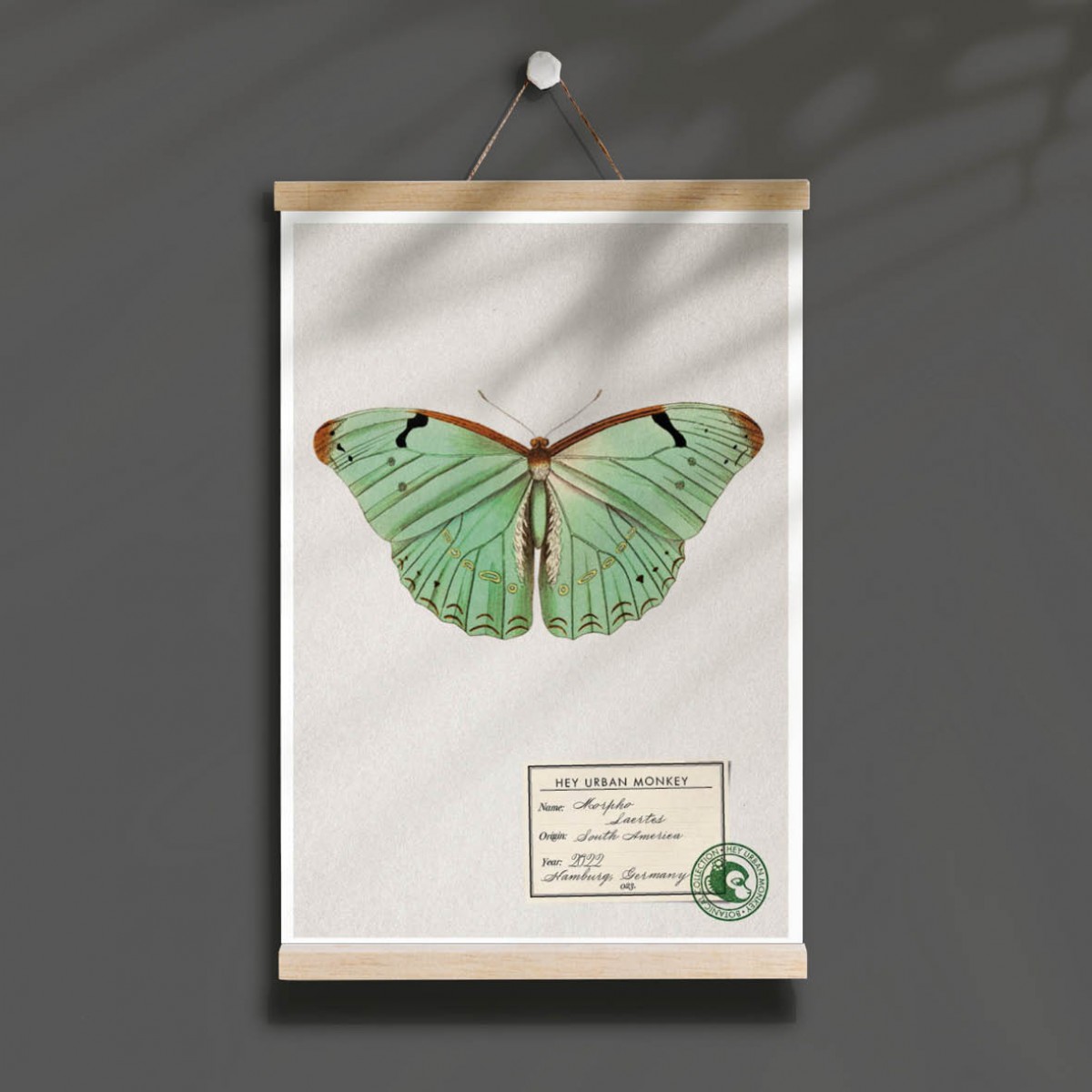 Hey Urban Monkey -
A4 Poster -
„Morpho Laertes“