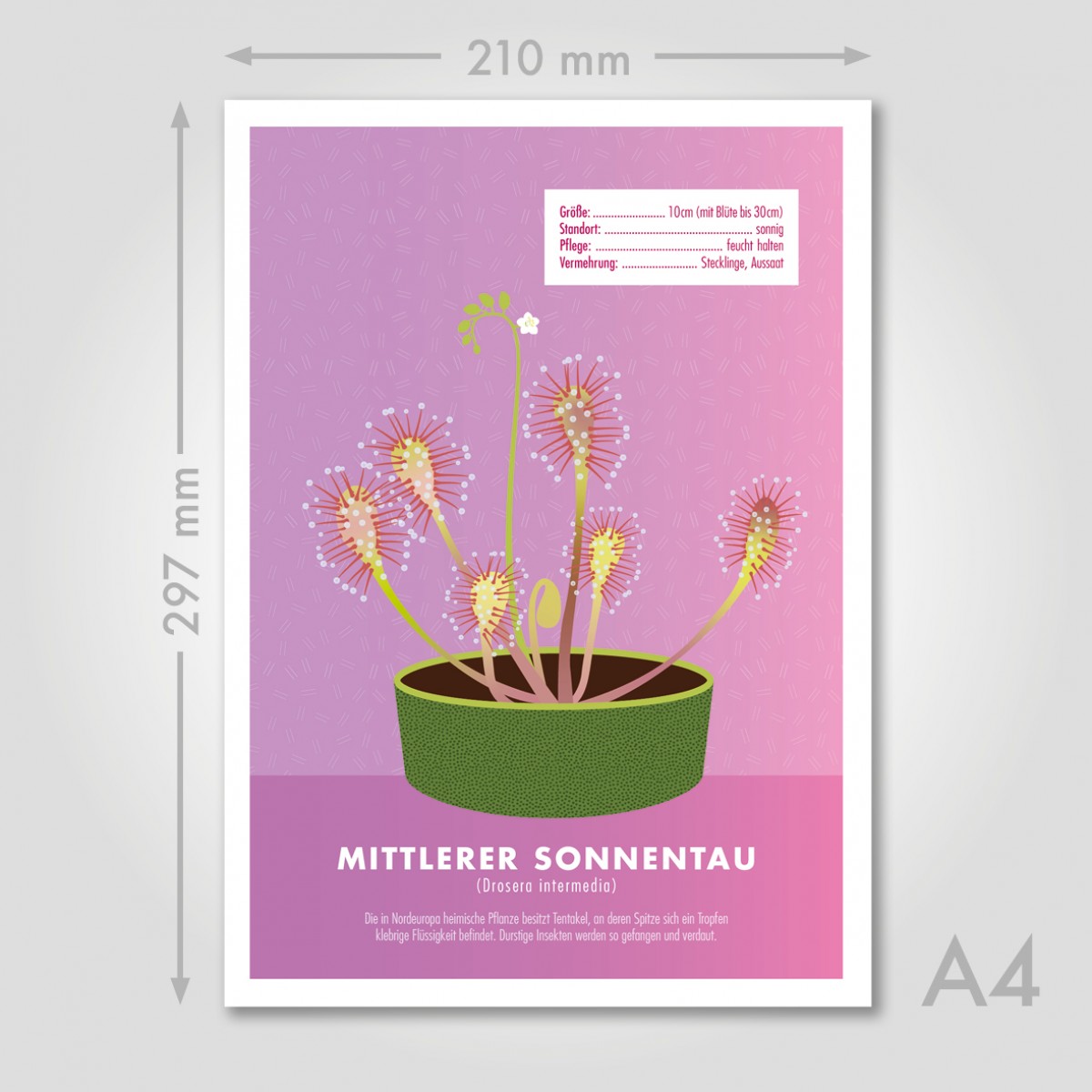Hey Urban Monkey - A4 Poster - „Sonnentau“