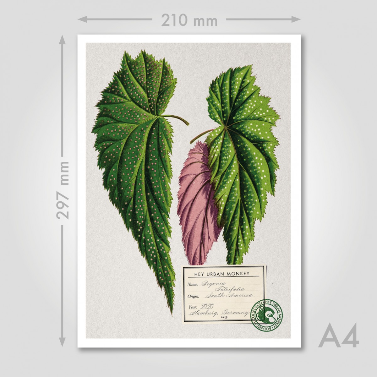 Hey Urban Monkey - A4 Poster - „Begonia Falcifolia“