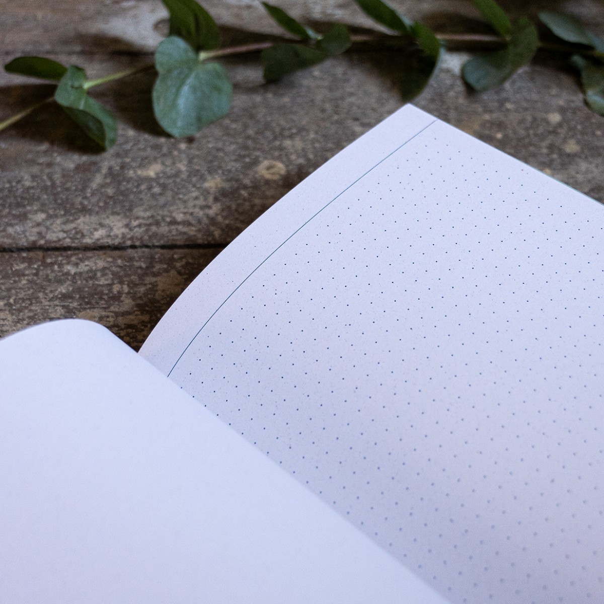 Medusa I Journal ~ typocean ~