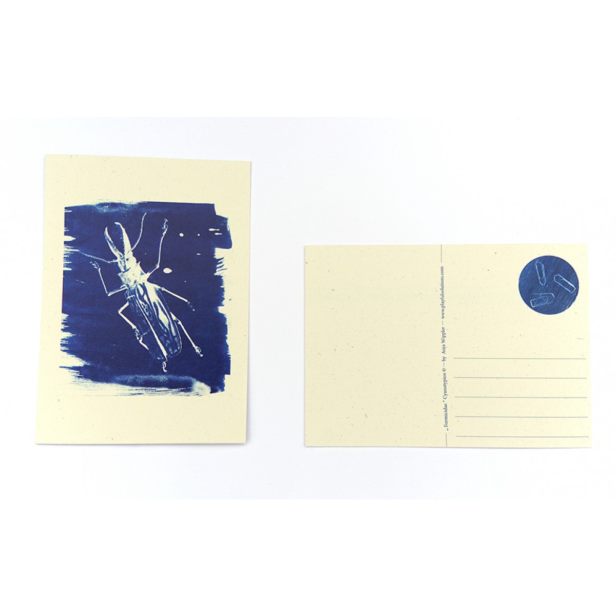 Postkartenset Cyanotypie Scarabaeus