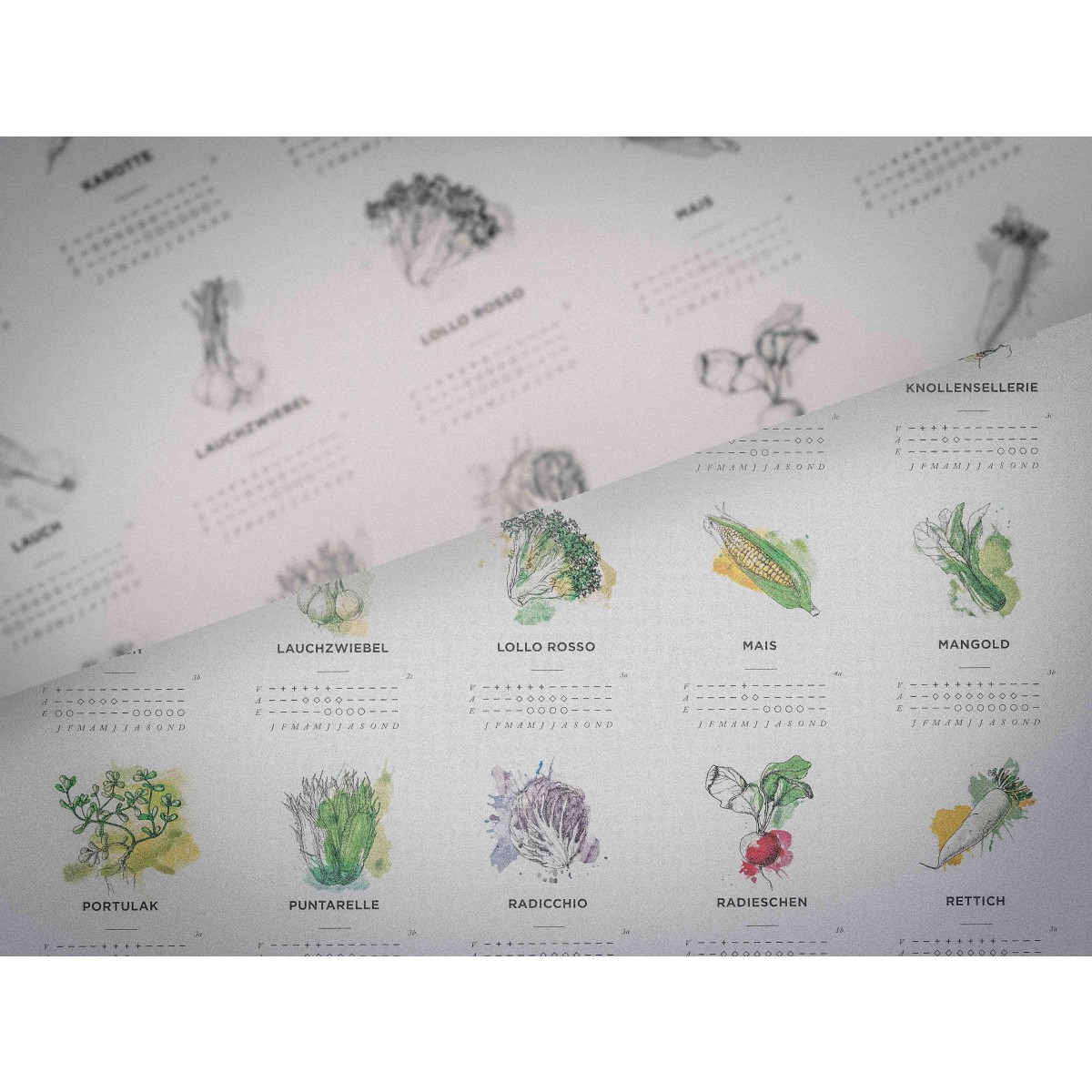 A2 Pflanzkalender und Aussaatkalender für den Garten, Aussaatzeiten für 64 verschiedene Gemüsesorten als Poster in Farbe mit und ohne Rahmen