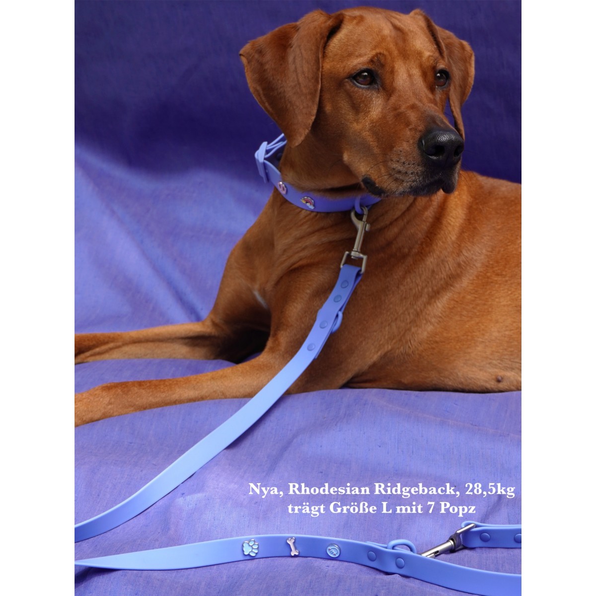 Hundehalsband Outdoor wasserfest Blau - PawPopz