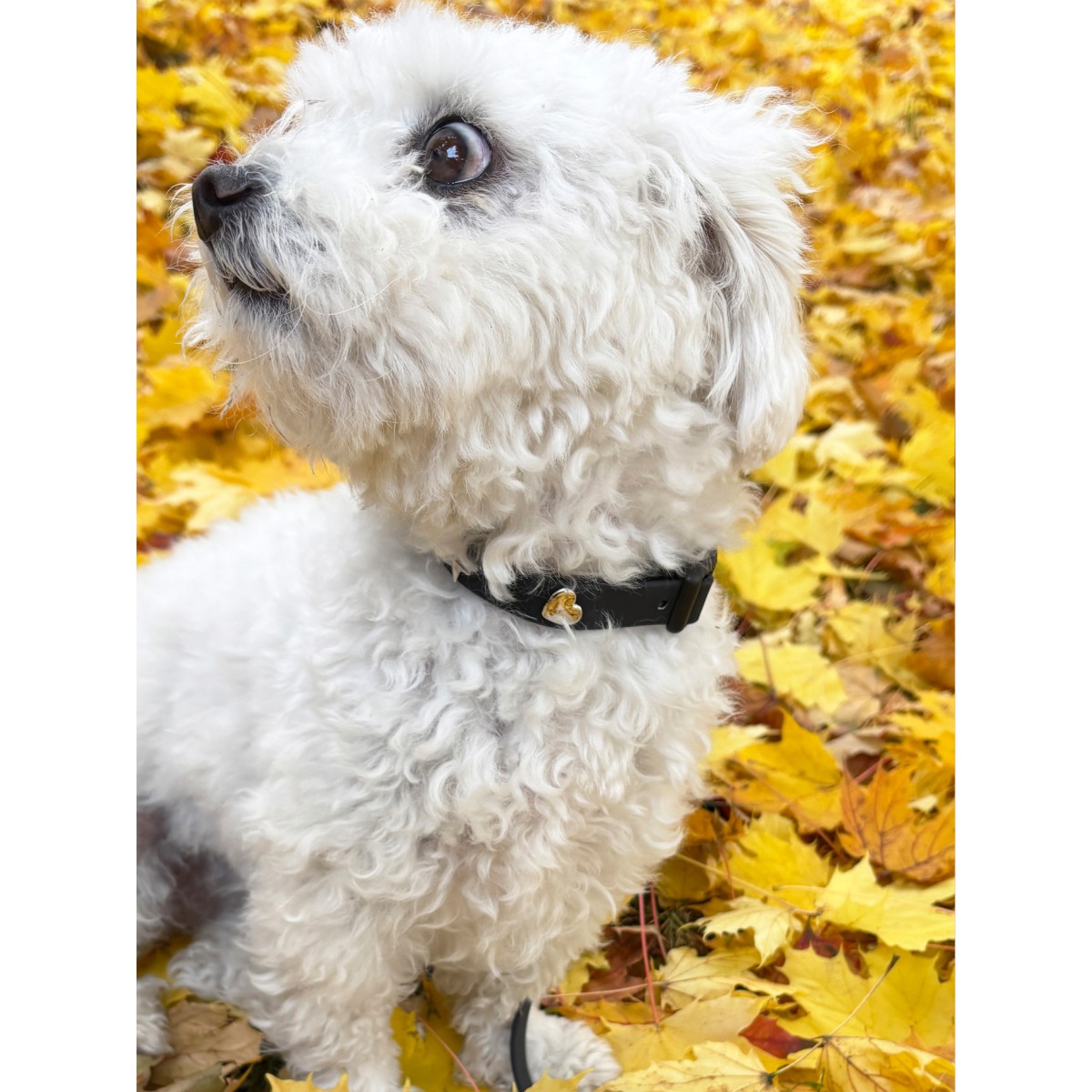 Herz Silber Hundehalsband Anhänger - PawPopz
