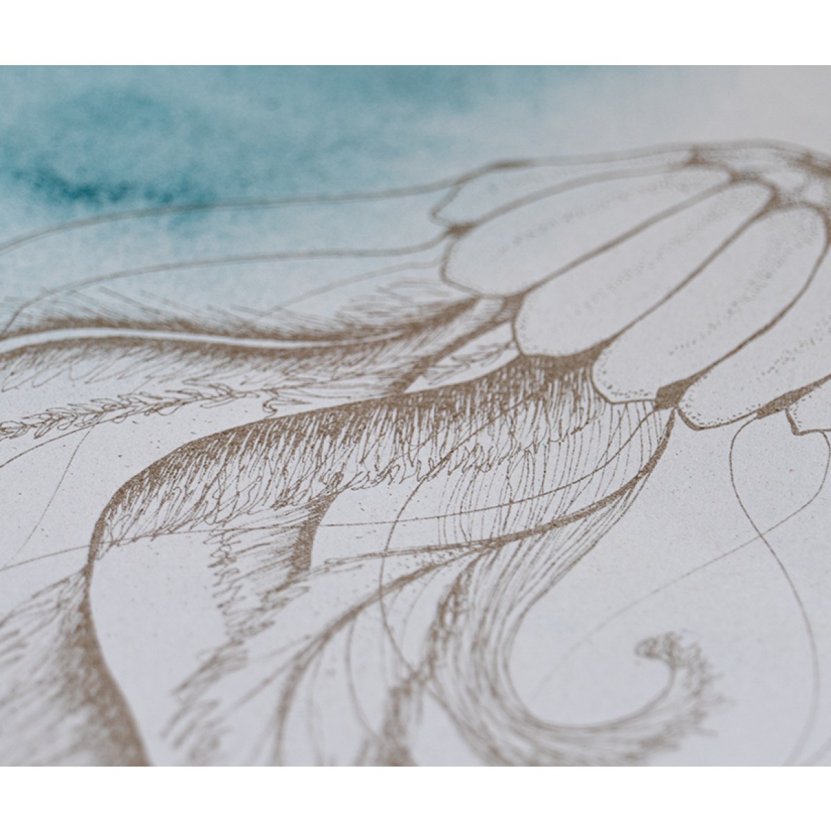 Medusa II Journal ~ typocean ~
