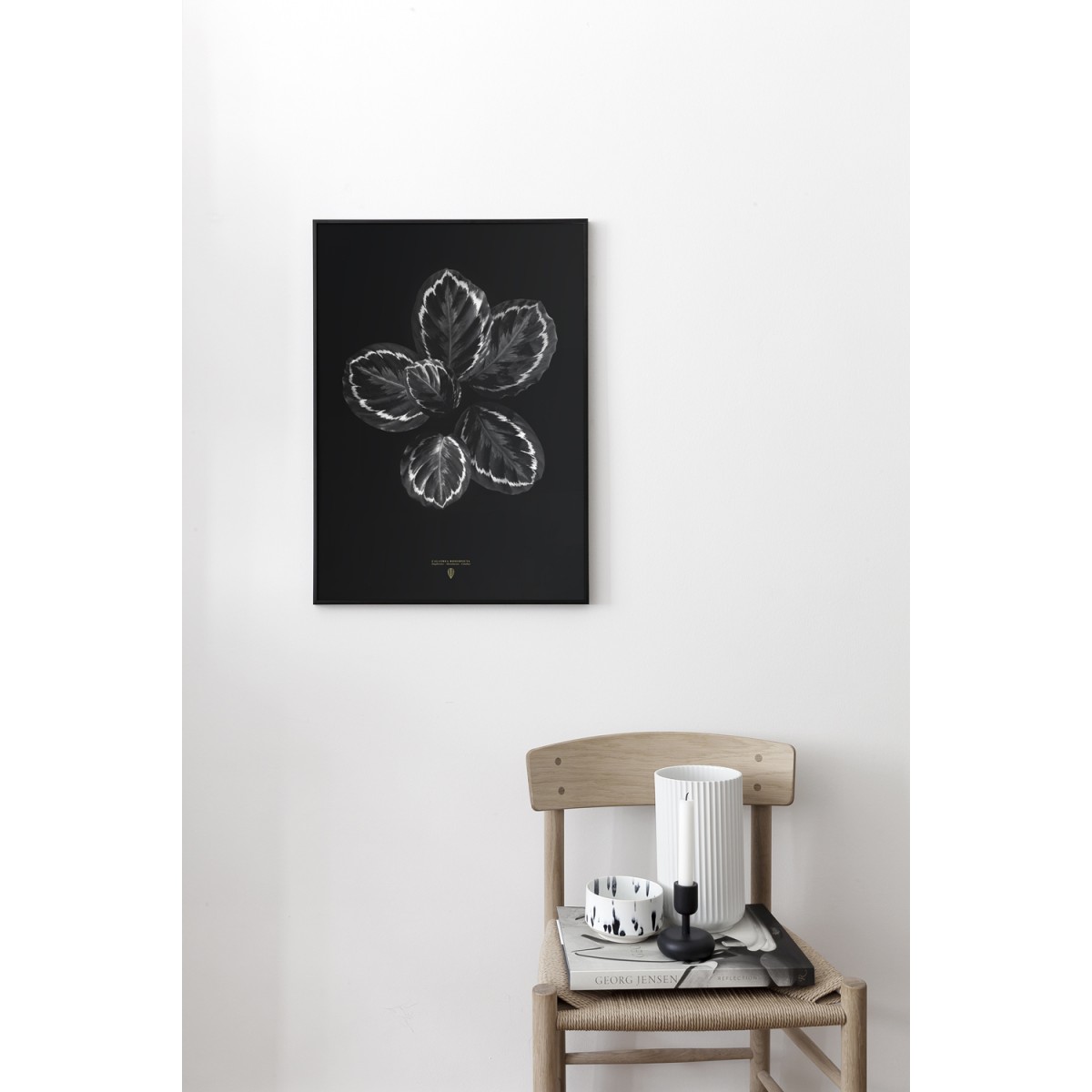Calathea Roseopicta
