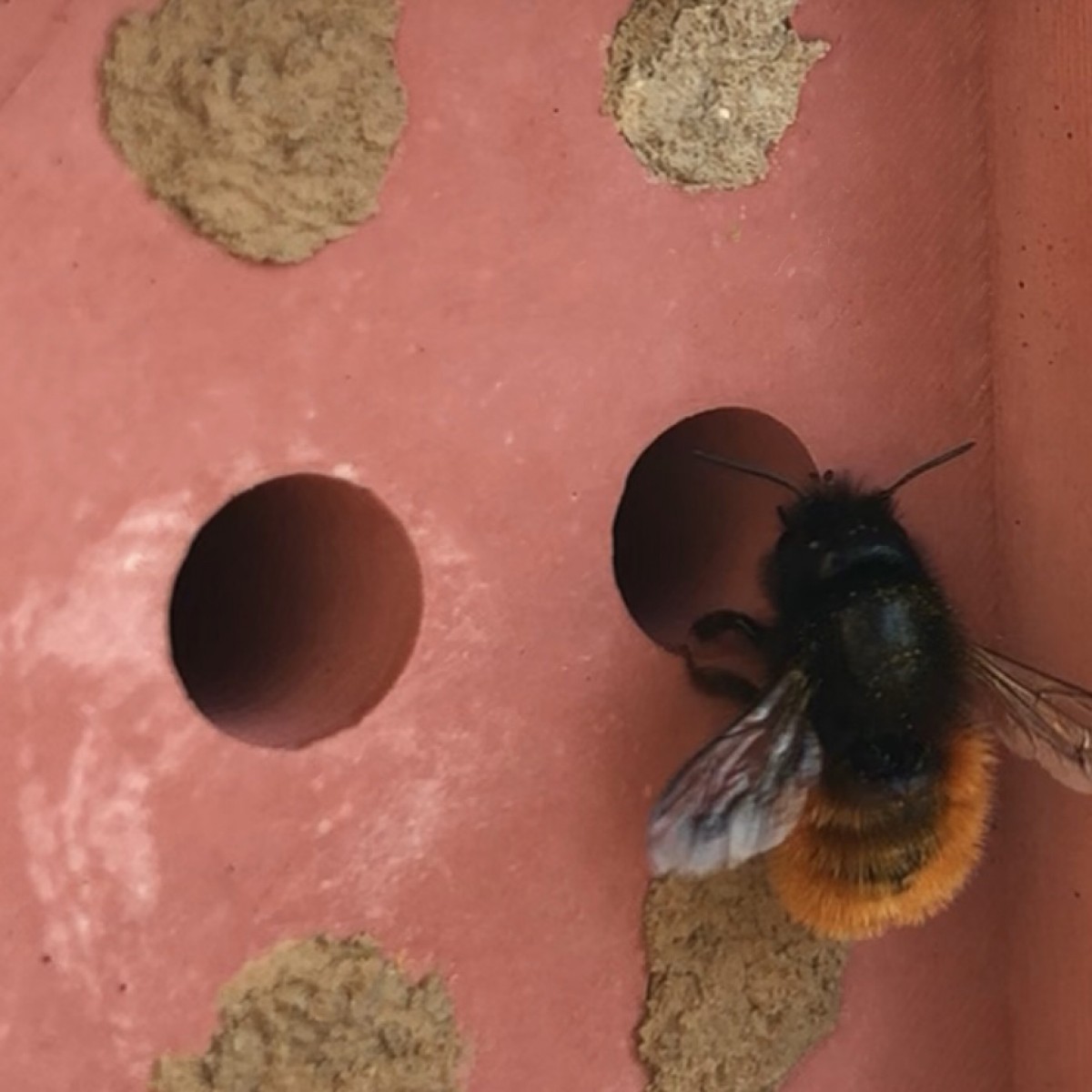 beehaus Herz - Bienenhotel aus Beton "Rot" von Grellroth Design
