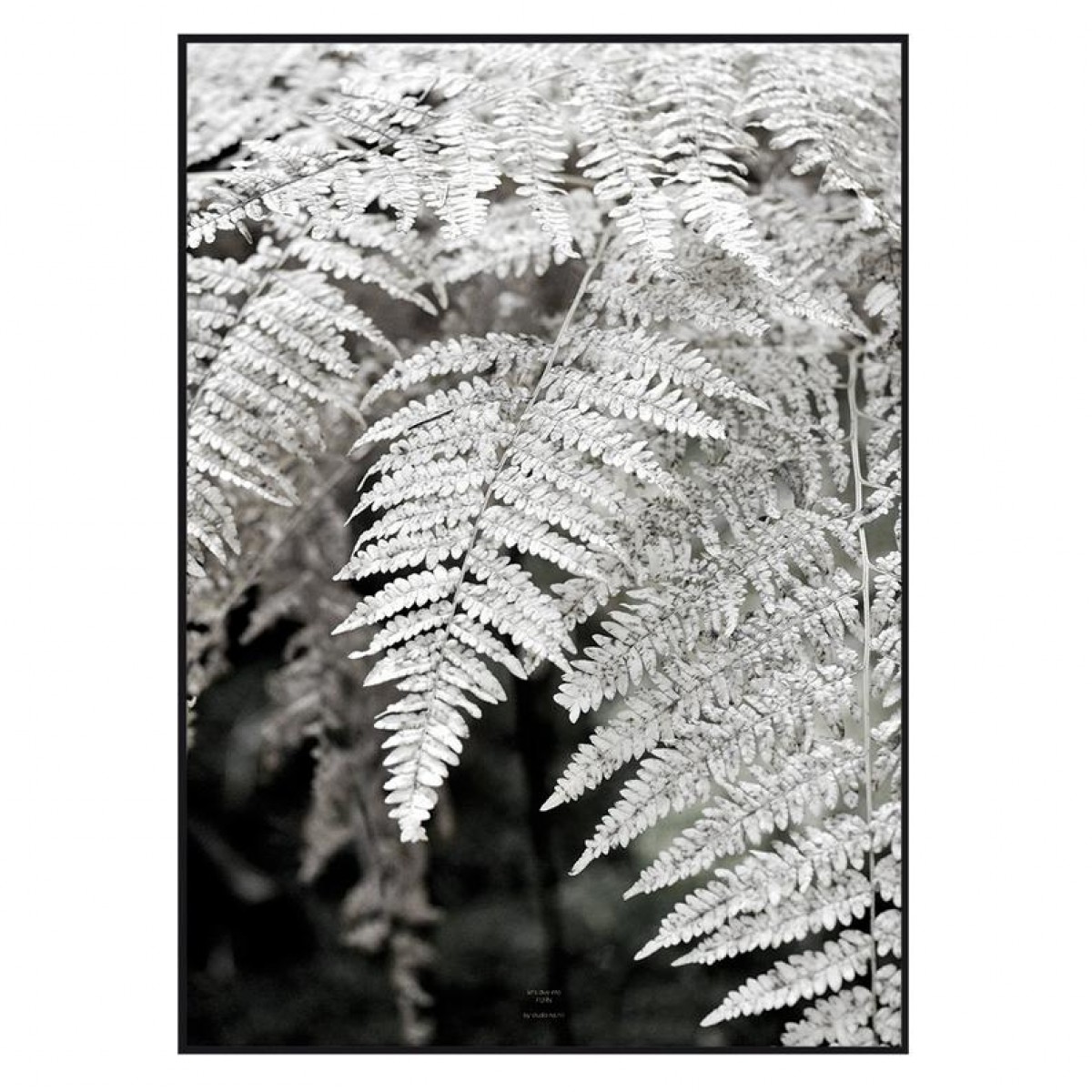 nahili ARTPRINT / POSTER "let´s dive into FERN" schwarz weiß Farn Pflanzen Fotografie - Druck (DIN A1/A3 & 50x70cm)