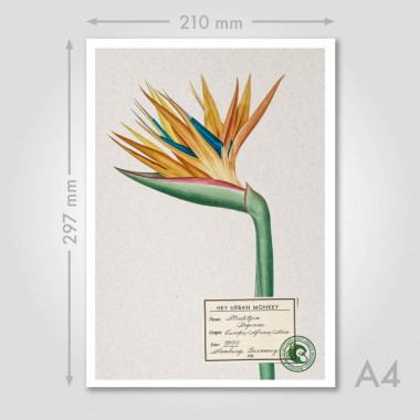 Hey Urban Monkey -
A4 Poster -
„Strelitzia Reginae 2“