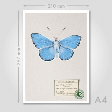 Hey Urban Monkey -
A4 Poster -
„Polyommatus Icarus“