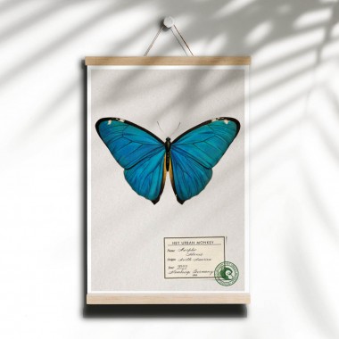 Hey Urban Monkey - 
A4 Poster - 
„Morpho Adonis“