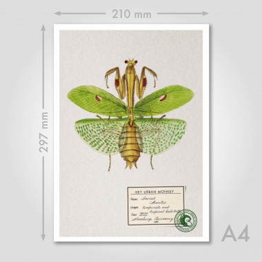 Hey Urban Monkey - 
A4 Poster - 
„Sacred Mantis“