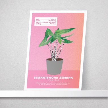 Hey Urban Monkey - A4 Poster - „Elefantenohr Zebrina“