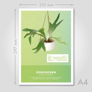 Hey Urban Monkey - A4 Poster - „Geweihfarn“
