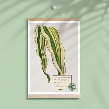Hey Urban Monkey - A4 Poster - „Zea Japonica“