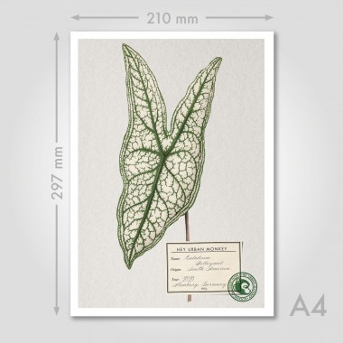 Hey Urban Monkey - A4 Poster - „Caladium Belleymel“