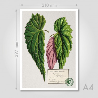 Hey Urban Monkey - A4 Poster - „Begonia Falcifolia“