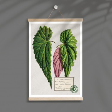 Hey Urban Monkey - A4 Poster - „Begonia Falcifolia“