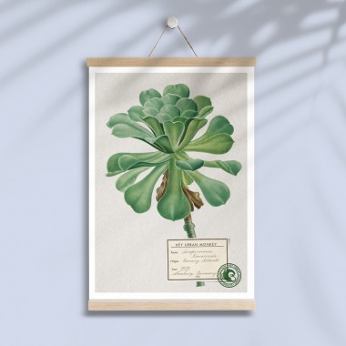 Hey Urban Monkey - A4 Poster - „Sempervivum Canariense“