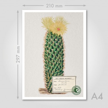 Hey Urban Monkey - A4 Poster - „Mammillaria Erecta“