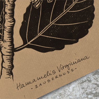 Juliana Fischer - Hamamelis - Linoldruck - Kraftpapier - DIN A3
