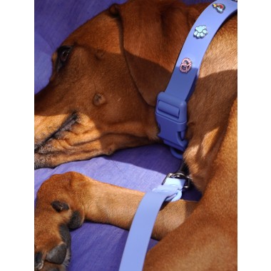 Pfote Hundehalsband Anhänger - PawPopz