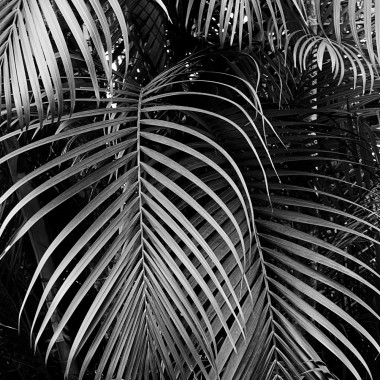 Botanical no. 1