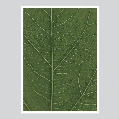nahili ARTPRINT / POSTER "look real close HIBISCUS - detail green leafe" (DIN A1/A3 & 50x70cm) Blatt Botanic Fotografie